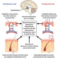 Diagram of blood temperature regulation