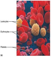 Close-up of blood cells: erythrocytes, leukocytes, platelets