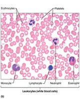 Microscopic view of blood cells: erythrocytes, leukocytes, platelets