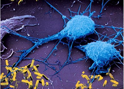 Phagocytes interacting with bacteria