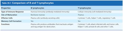 Comparison of B and T lymphocytes