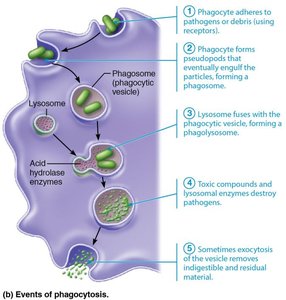 Events of phagocytosis