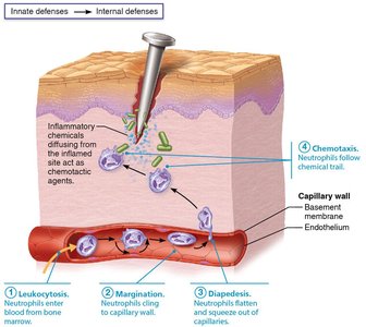 Phagocyte action during inflammation