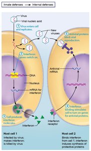 Interferon action against viruses