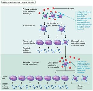 Primary and secondary humoral immune responses