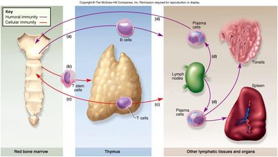 B and T cell maturation and differentiation