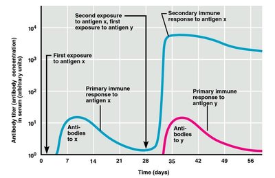 Primary and secondary immune responses