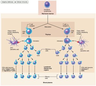 T cell differentiation and activation