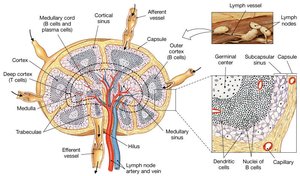 Structure of a lymph node