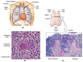 Anatomy and histology of the thymus