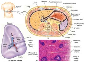 Anatomy and histology of the spleen