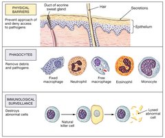 Physical barriers, phagocytes, and immunological surveillance