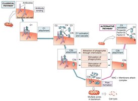Classical and alternative complement activation pathways