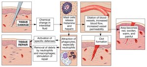 Inflammation process and tissue repair