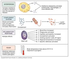 Fever and its effects on body defenses