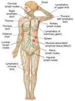 Diagram of the lymphatic system in the human body
