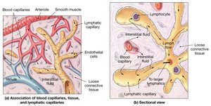 Lymphatic capillaries and their association with blood capillaries and tissues