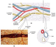 Lymphatic vessels and valves