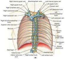 Relationship between lymphatic ducts and the venous system