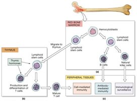 Derivation and distribution of lymphocytes