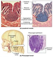Lymphoid nodules and pharyngeal tonsil structure