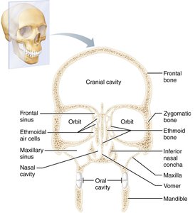 Labeled diagram of the skull showing cranial and facial bones
