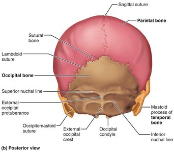 Posterior view of the skull showing cranial bones and sutures