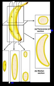 Banana sectioned in three anatomical planes