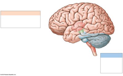 Lateral view of the brain showing major regions