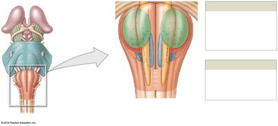 Anterior view of the medulla oblongata