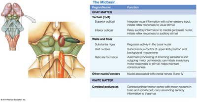 Table of midbrain nuclei and functions