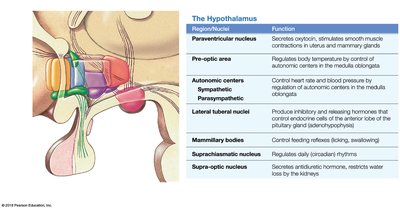 Table of hypothalamic nuclei and functions