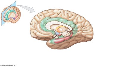 Sagittal section of the limbic system