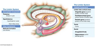 3D reconstruction of the limbic system