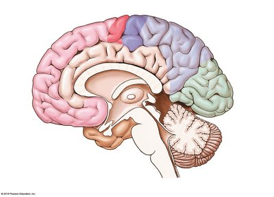 Midsagittal section of the brain showing lobes