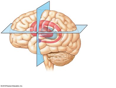 Basal nuclei in the intact brain, lateral view