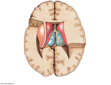 Basal nuclei, superior view of transverse sections