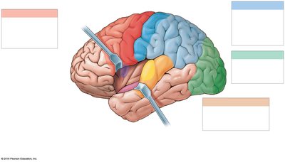 Motor, sensory, and association areas of the cerebral cortex