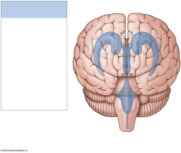 Anterior view of the ventricular system