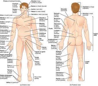 Human body regions, anterior and posterior views