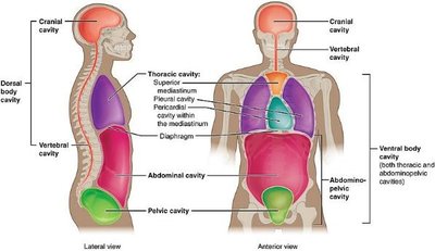 Body cavities and associated serous membranes