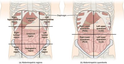 Abdominal quadrants and regions