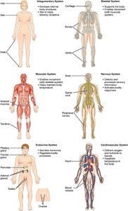 Organ systems I