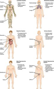 Organ systems II