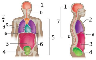 Diagram of labeled body cavities