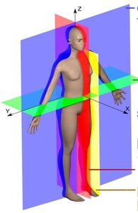 Human anatomical planes