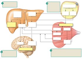 Overview of fasted-state metabolism and nutrient flow