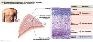 Adrenal gland structure and hormone secretion