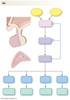 Hypothalamic-pituitary-adrenal axis and cortisol regulation