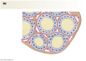 Thyroid gland structure and hormone secretion